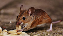 24 Hour & Emergency Exterminators in Eastern Area, TN